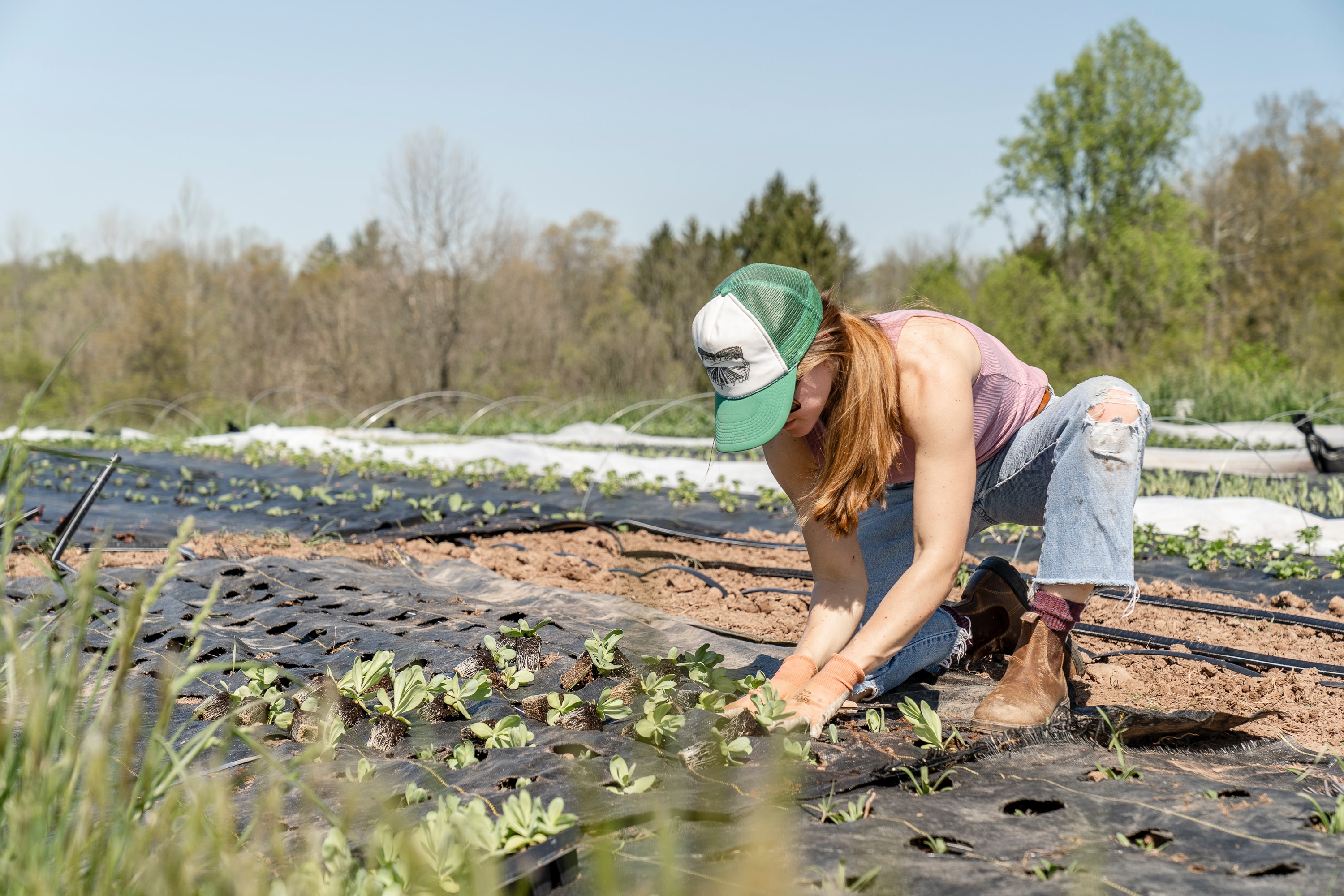 A woman wearing tatty jeans and a cap carefully handles some grain plant seedlings
