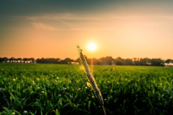 A close-up shot of a ear of wheat against a sunset