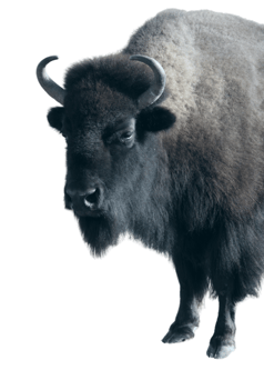 Buffalo