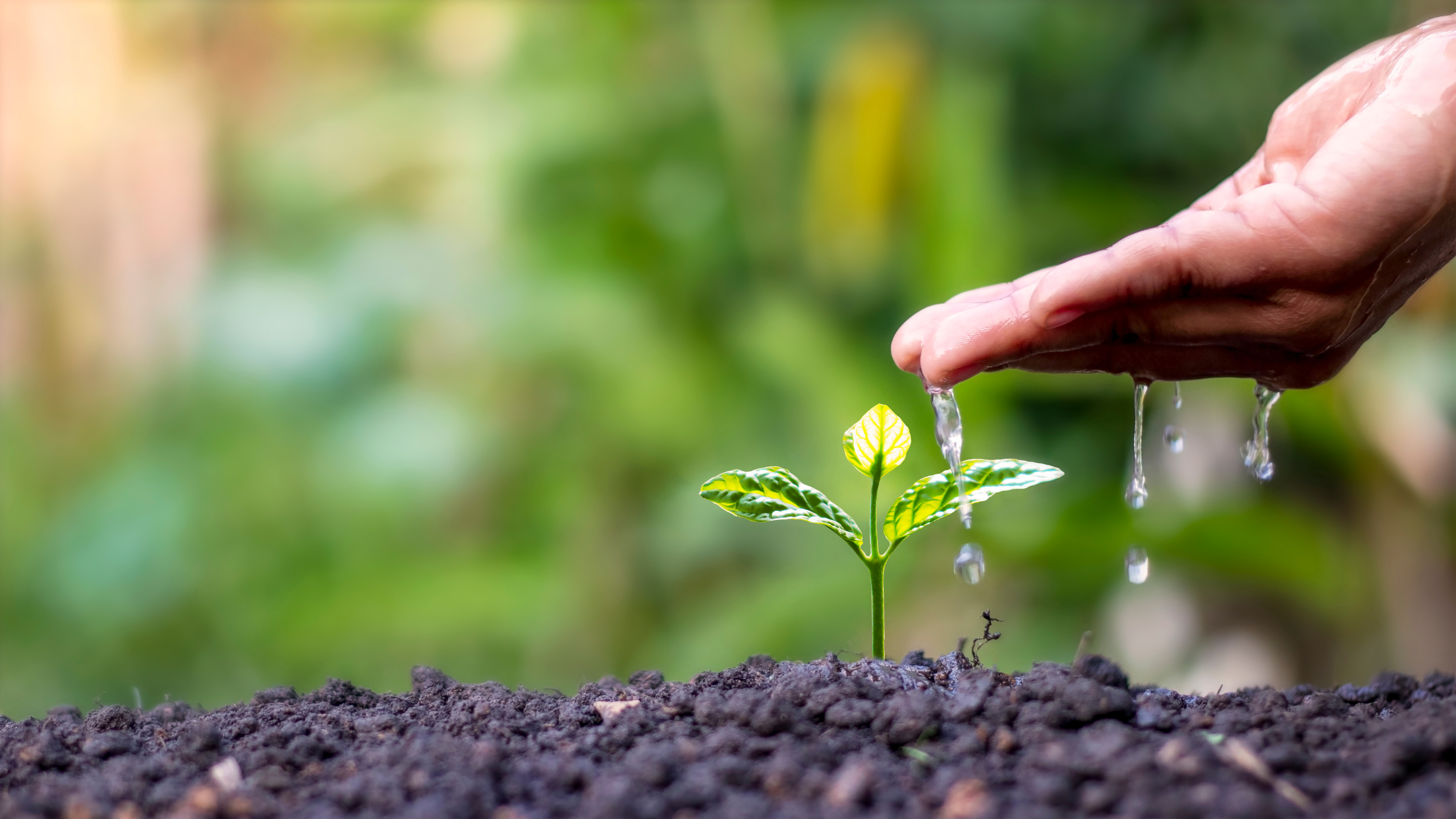 Hand dripping water onto a seedling in soil