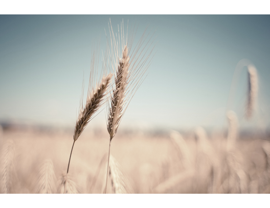 Desaturated closeup of two blades of wheat in a field