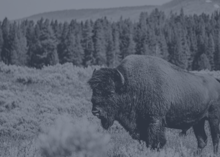 Desaturated image of a buffalo standing in a field