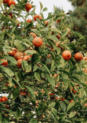Mandarin tree 