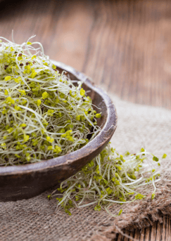 Sprouts in a bowl