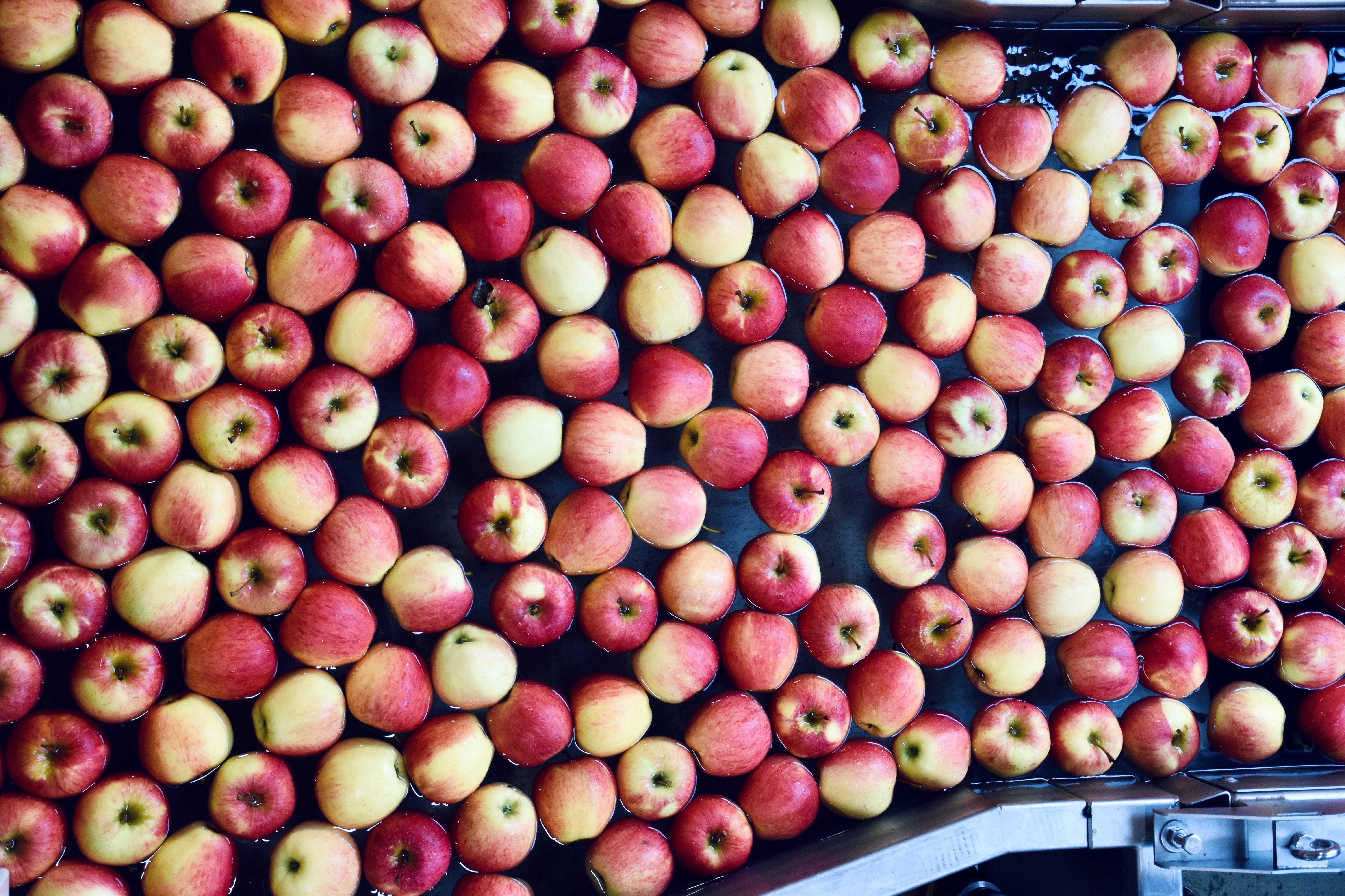 Hundreds of apples make their way down a production line