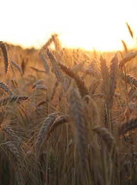 With DSD, bread is so fresh it tastes straight from the farm! Like this picture of a wheat field