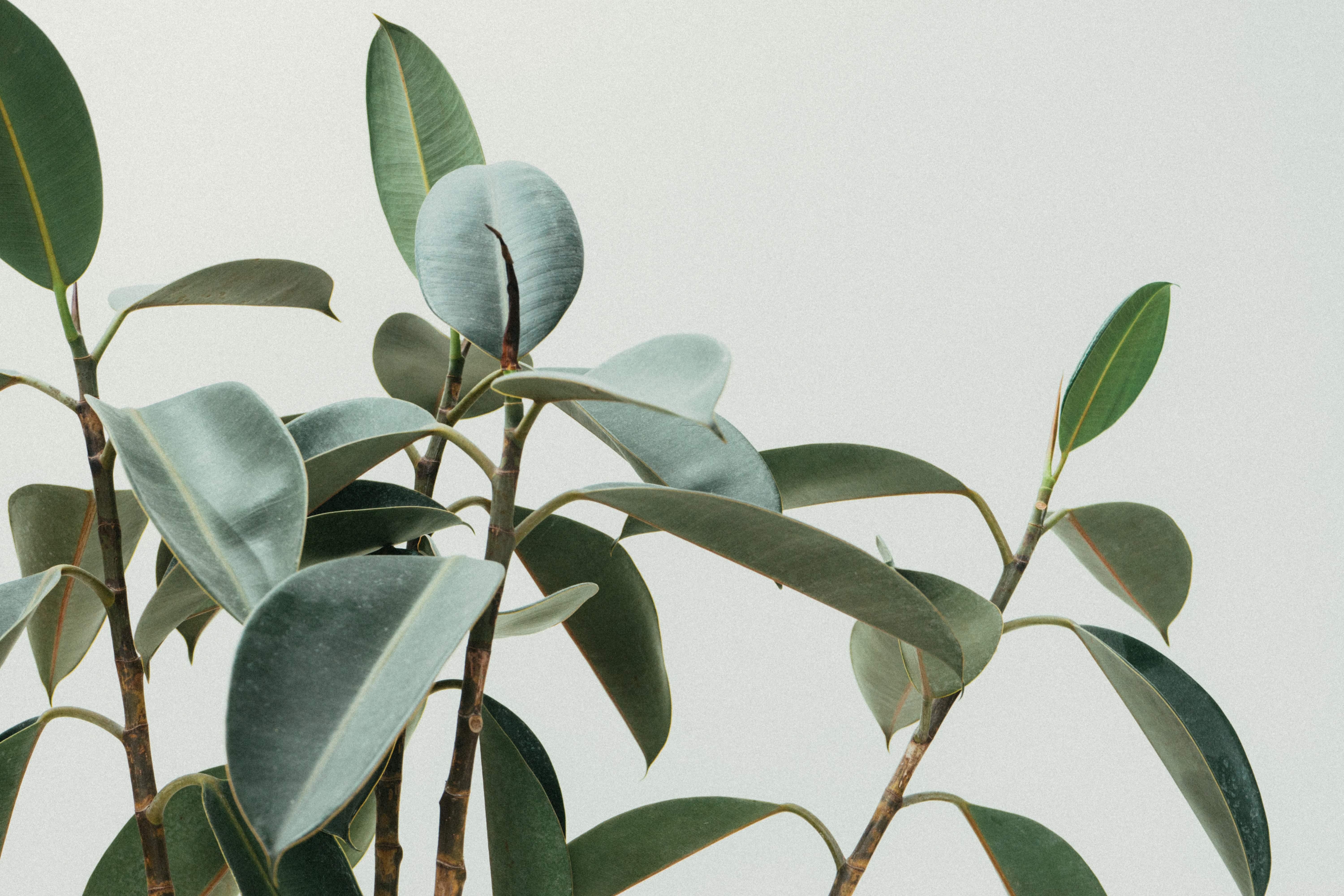 A close-up of a plant, with healthy, growing leaves