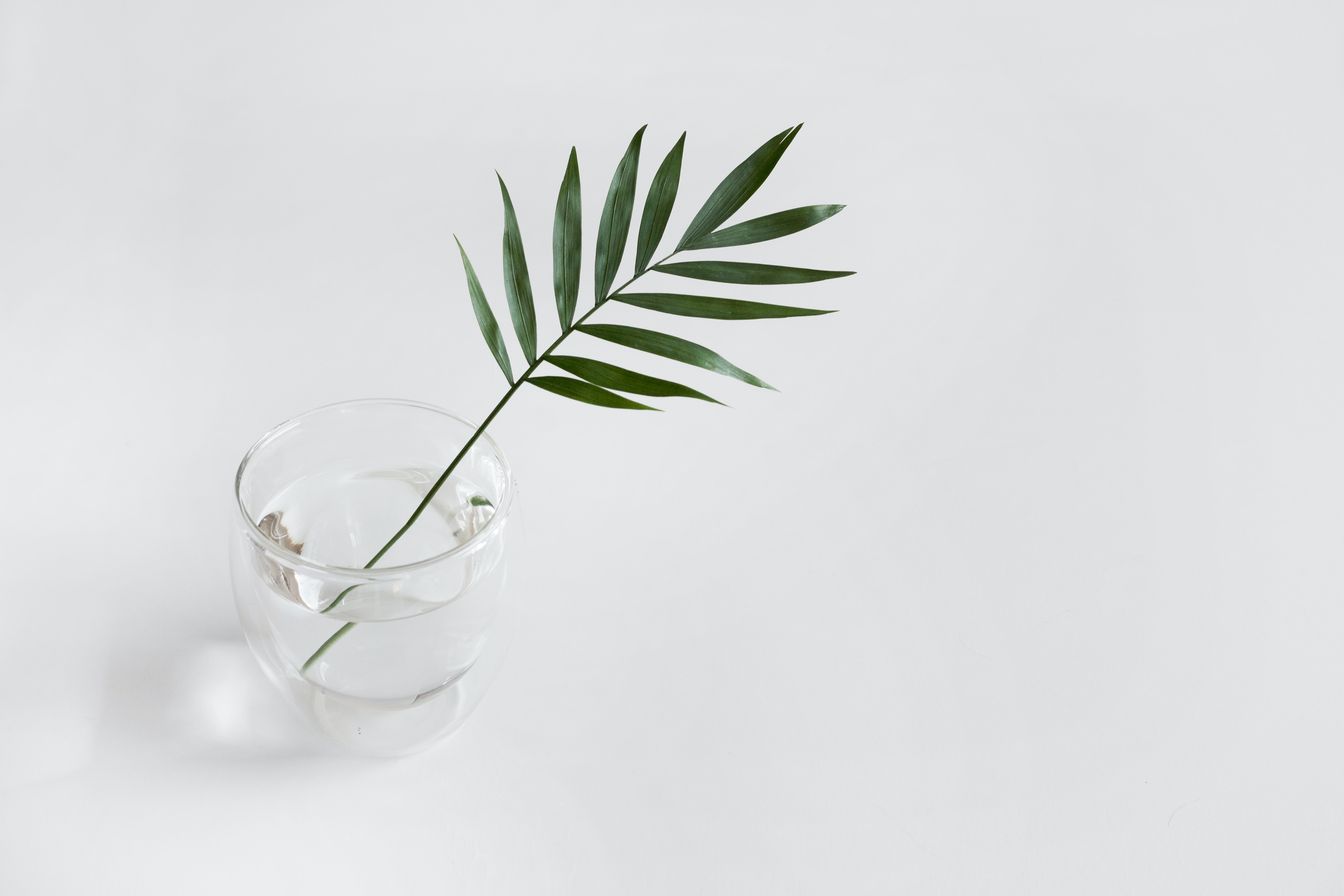 A glass of water with a long, leaf placed inside