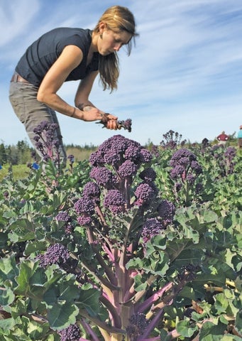 Purple_broccoli_harvest_1_480x480