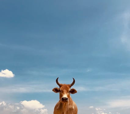 An image of a bull against a blue sky