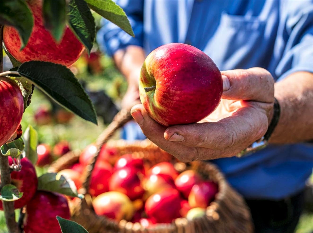 apple-picking