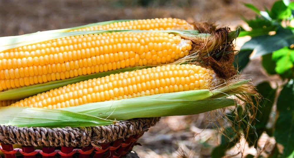 basket-filled-with-freshly-picked-sweetcorn