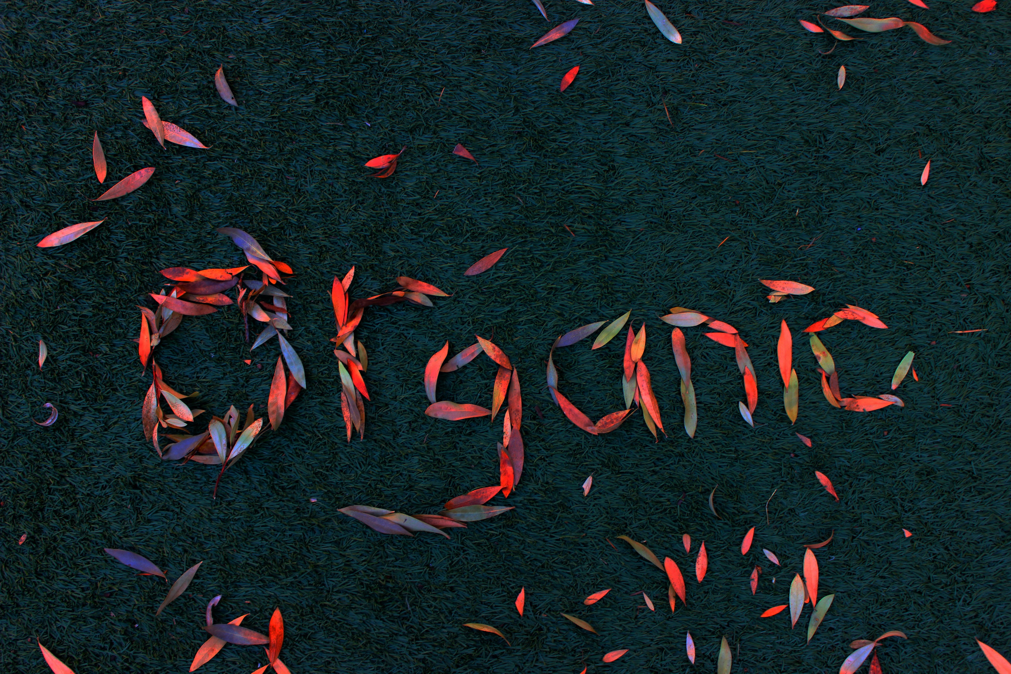 Leaves spelling out the word organic.