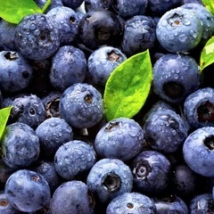 blueberries_summer_240x240