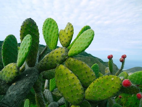 cactus_juice_health_benefits_480x480
