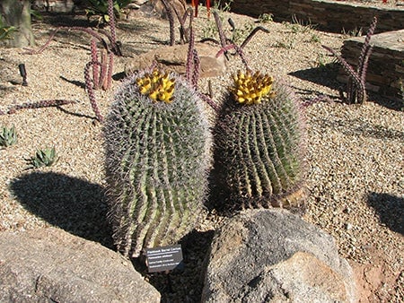 Can You Drink Water from a Cactus?