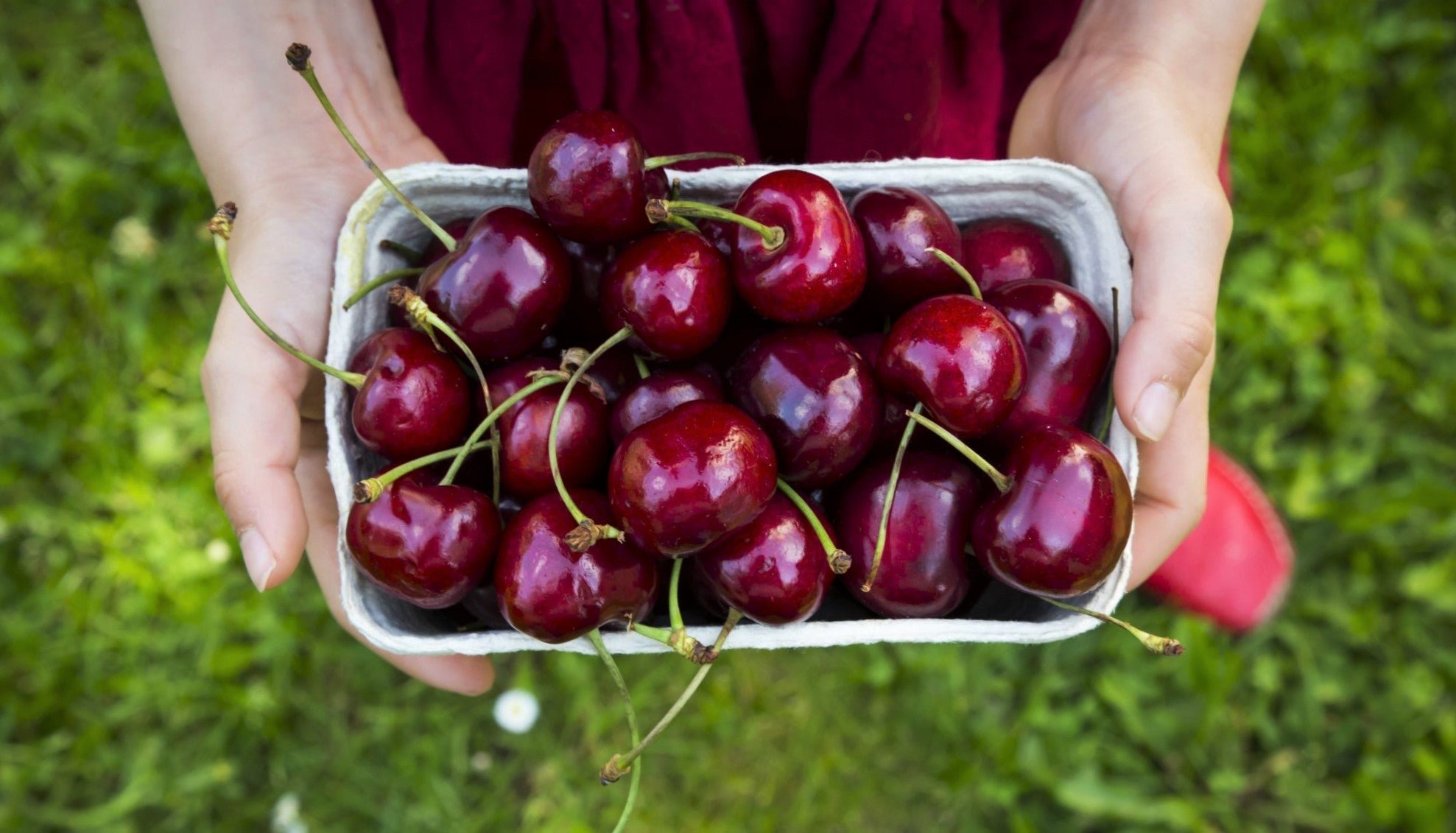 cherries-in-season-for-spring