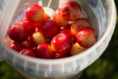 cherry-summer-sweet-cherries_medium