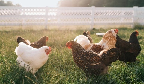 chicken-grass-field-1296x728-header-1296x728_1_480x480