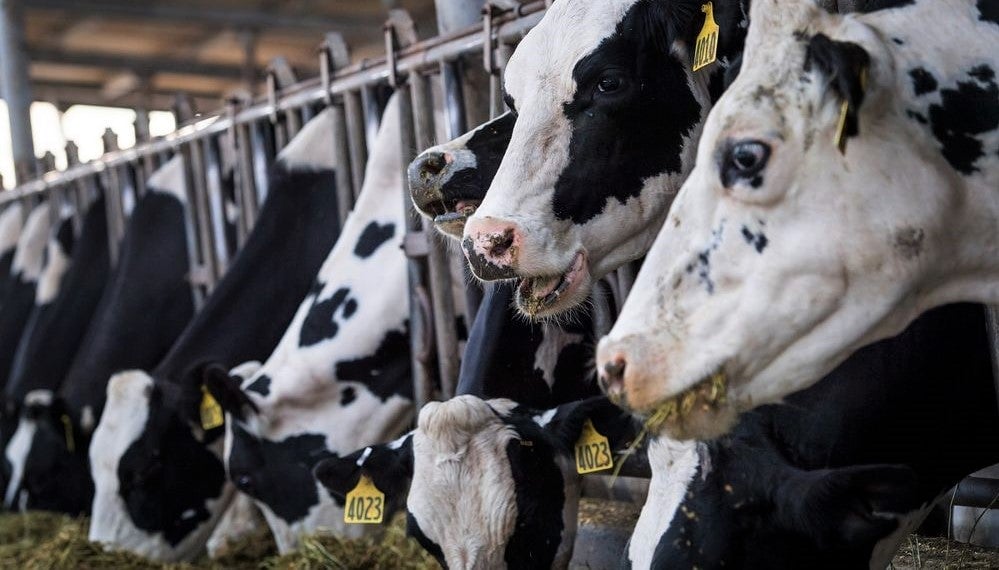 cows-being-fed