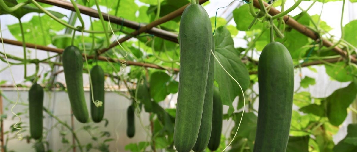 cucumber-plant