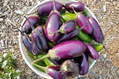 eggplant_summer_season_medium