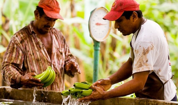 Order Equal Exchange Fair Trade Organic Bananas