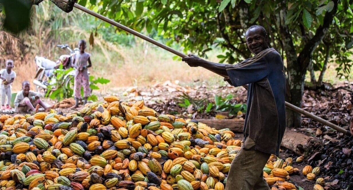 fairtrade-farmer-collecting-beans