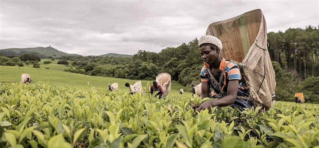 fairtrade-farmers-collecting-tea-leaves
