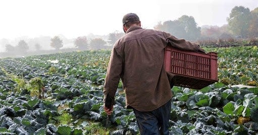 farmer-walking-through-field