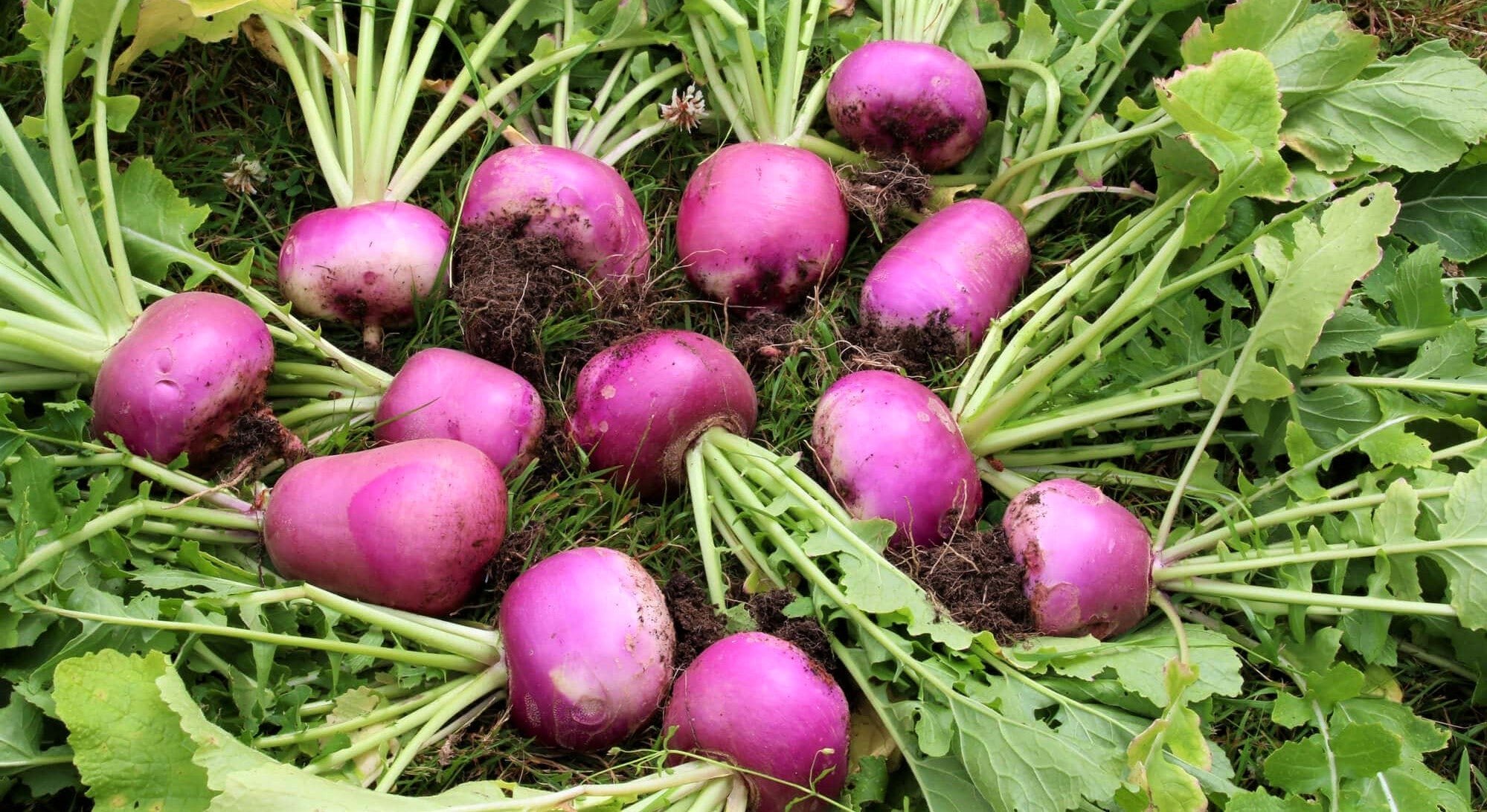 fresh-turnips-in-season-for-spring