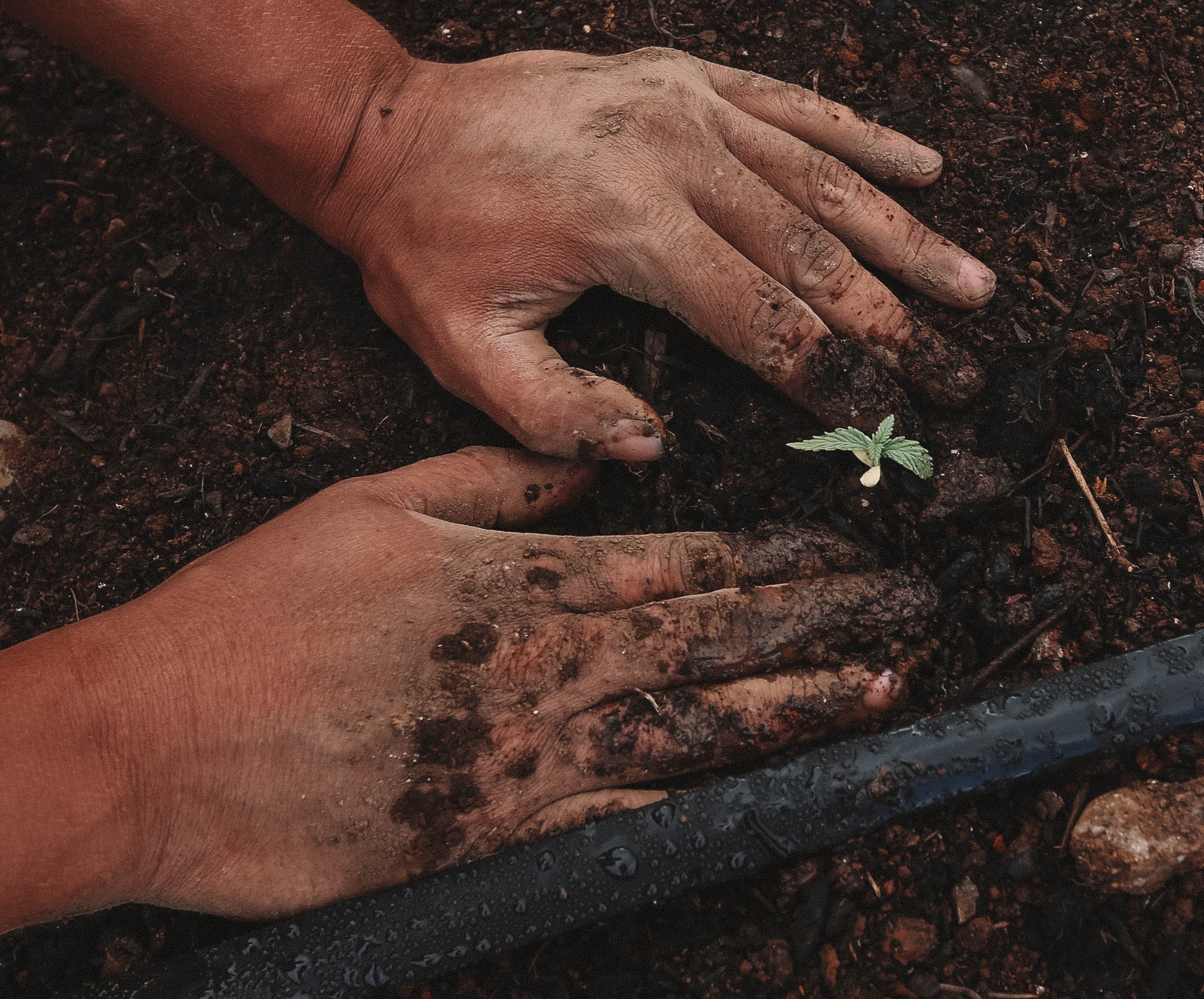 Someone planting a crop in soil.