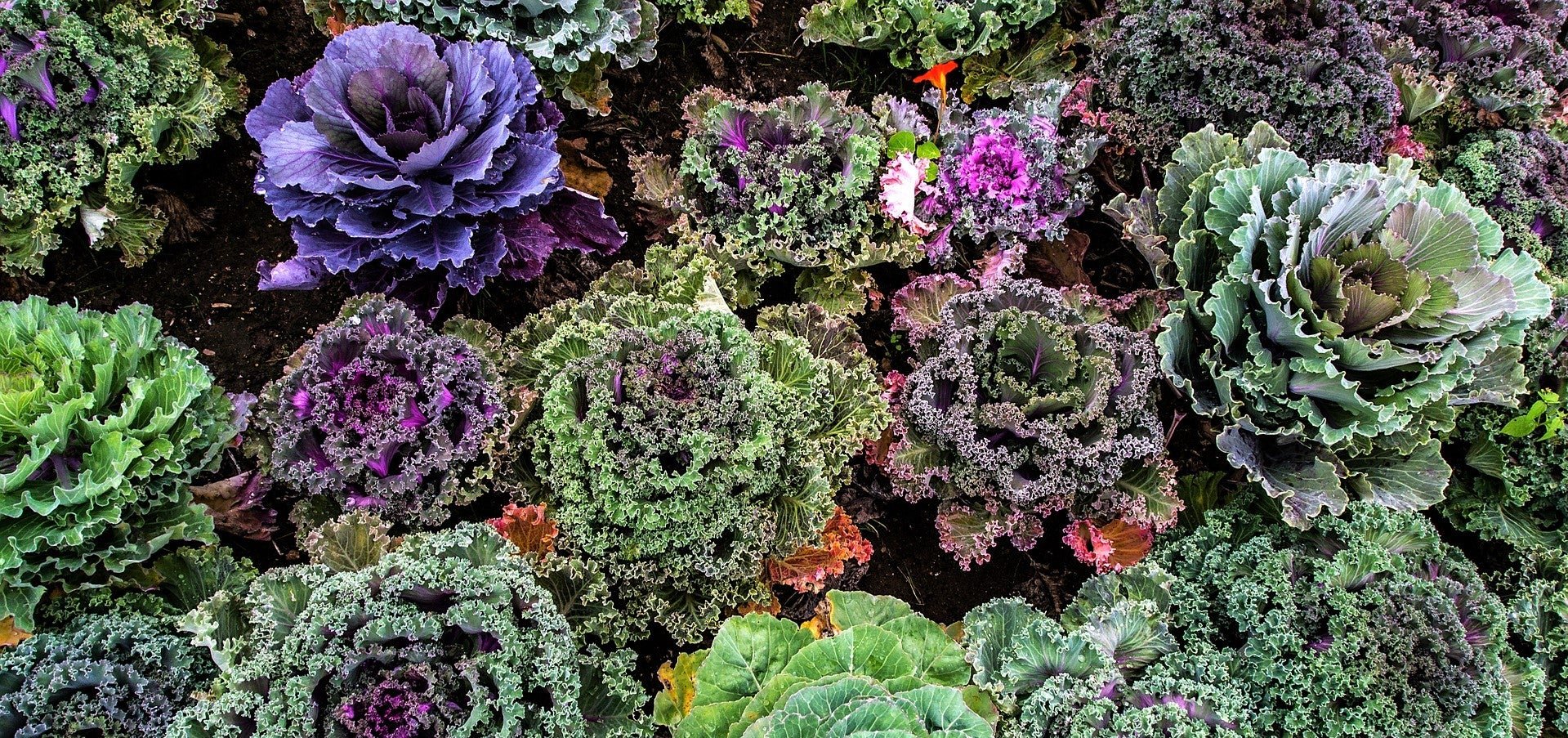 kale-varieties