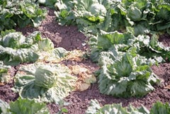 lettuce_heat_sun_damage_california_240x240