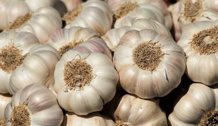 organic-garlic-bulbs