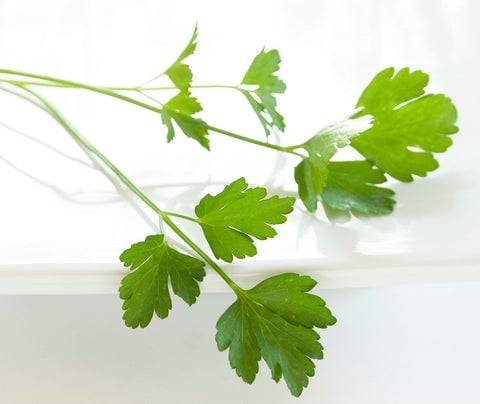 parsley-stems_480x480