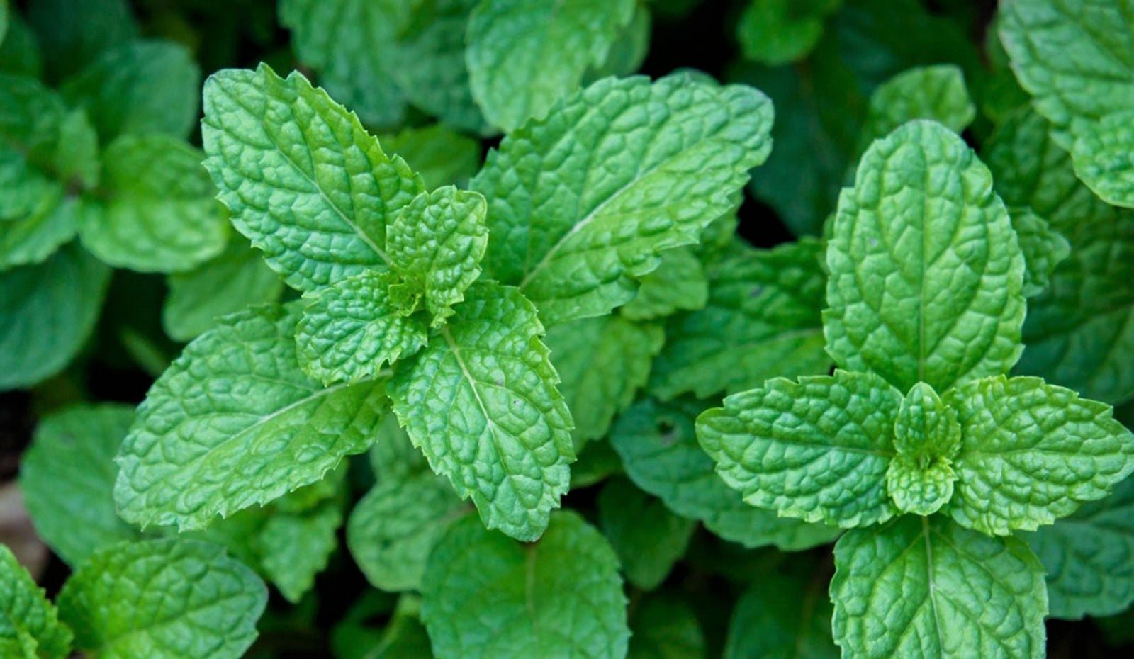 peppermint-plant