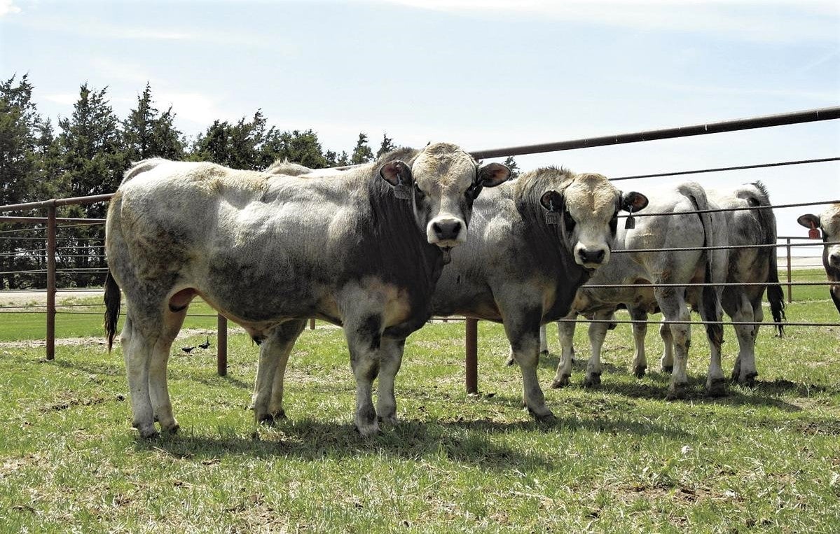 Piedmontese Is the Incredibly Lean and Tender Beef You Need to Try Piedmontese Is the Incredibly Lean and Tender Beef You Need to Try