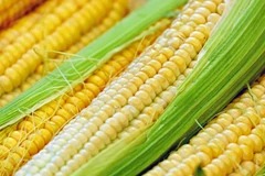 summer_corn_medium