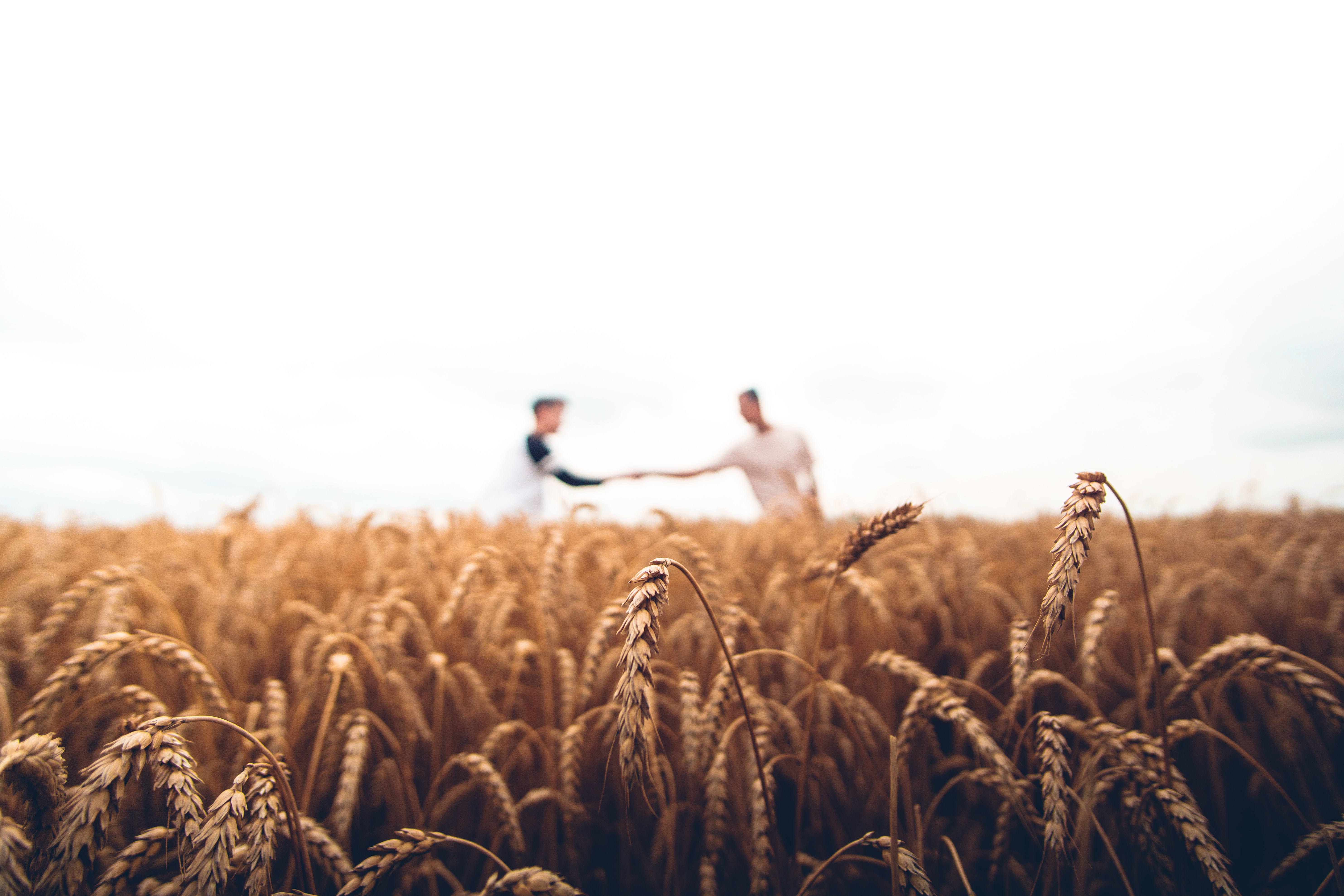 Two people shaking hands in a wheat field.