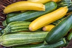 zucchini_summer_medium