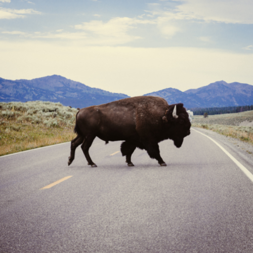bison crossing the road