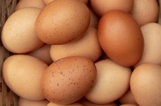 What Does Free Range Eggs Mean?