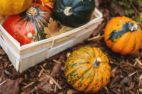 Red, green, and orange pumpkins stored in a crate