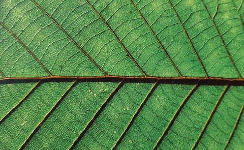 Close up of a leaf