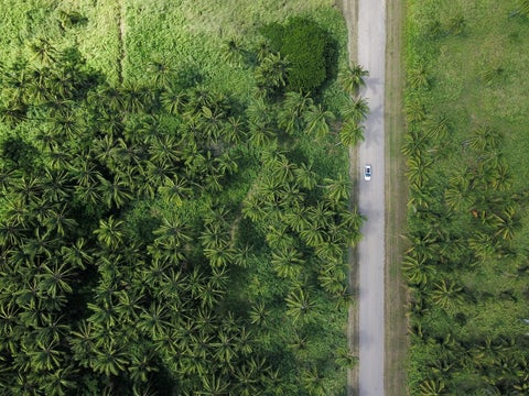 An aerial shot of a straight single-track road cutting through the rainforest