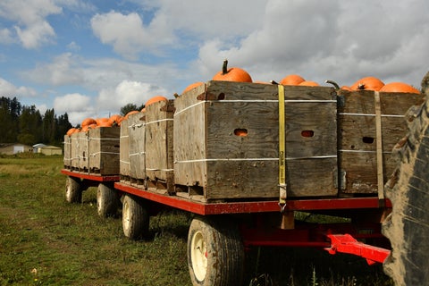 Tractor loaded with crates of pumpkins.