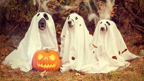 3 dogs dressed up as ghosts, sitting in front of a Jack-O-Lantern