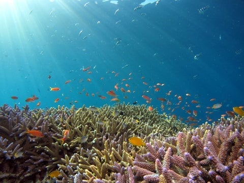 An underwater shot showing a school of fish and coral reef