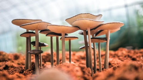 A row of mushrooms growing in a lab